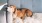 a dog lying on a couch