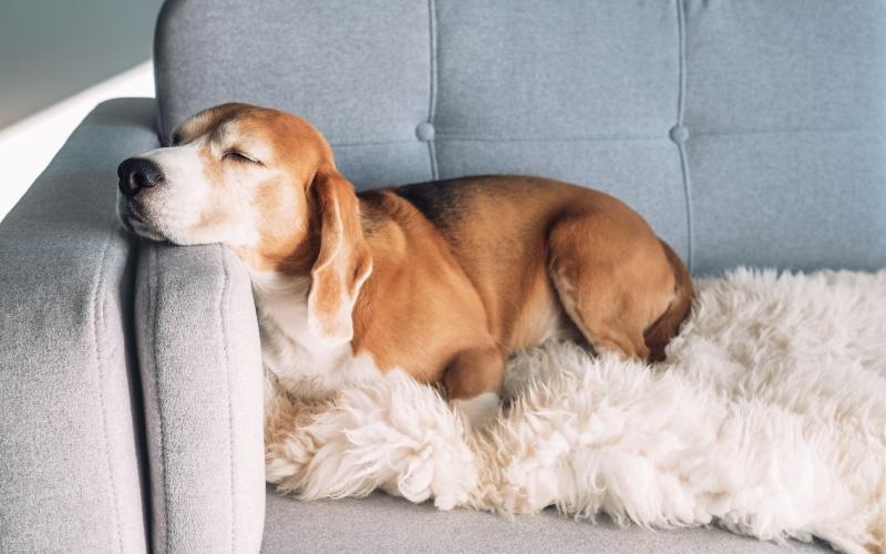 a dog lying on a couch